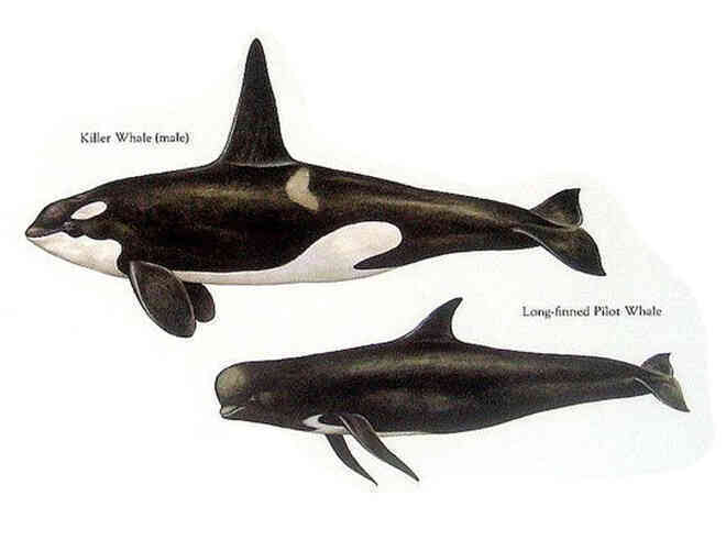 Đến cá mập trắng còn phải sợ cá voi sát thủ, vậy cá voi sát thủ có biết sợ loài nào khác không? - Ảnh 2.