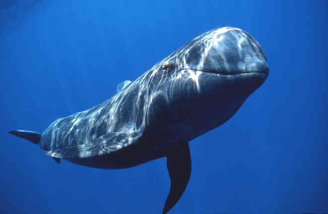 Đến cá mập trắng còn phải sợ cá voi sát thủ, vậy cá voi sát thủ có biết sợ loài nào khác không? - Ảnh 3.