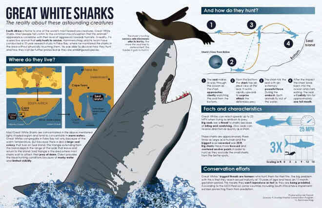 Nghiên cứu minh oan cho sát thủ đại dương: cá mập tấn công nhầm con người do nhầm lẫn - Ảnh 2.