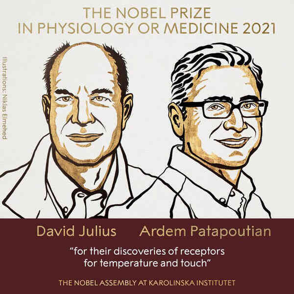 Chi tiết về Giải Nobel Y học 2021 vừa được trao: Hai nhà khoa học tìm ra các thụ thể giúp con người cảm nhận nhiệt độ và xúc giác - Ảnh 1.