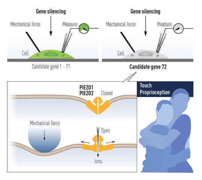 Chi tiết về Giải Nobel Y học 2021 vừa được trao: Hai nhà khoa học tìm ra các thụ thể giúp con người cảm nhận nhiệt độ và xúc giác - Ảnh 3.