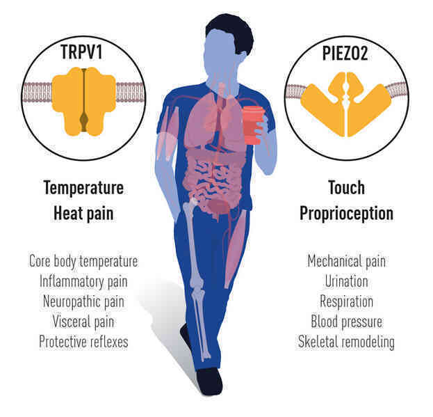 Chi tiết về Giải Nobel Y học 2021 vừa được trao: Hai nhà khoa học tìm ra các thụ thể giúp con người cảm nhận nhiệt độ và xúc giác - Ảnh 4.