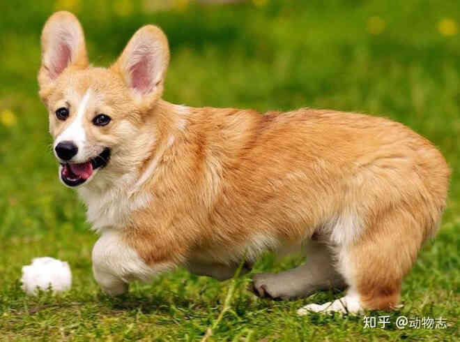 Đi tìm nguồn gốc của chó nhà - Ảnh 4. Đi tìm nguồn gốc của chó nhà - Ảnh 4.