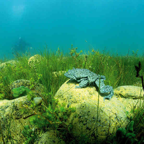 Ếch bìu! Loài ếch khổng lồ Peru đang bị đe dọa nghiêm trọng và chỉ sống ở hồ Titicaca ở biên giới Bolivia và Peru - Ảnh 3.