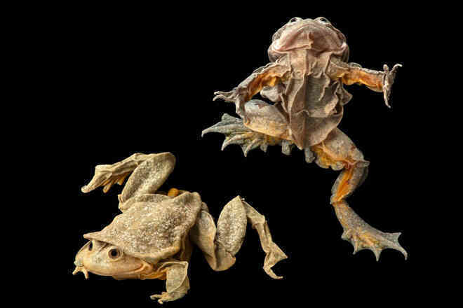 Ếch bìu! Loài ếch khổng lồ Peru đang bị đe dọa nghiêm trọng và chỉ sống ở hồ Titicaca ở biên giới Bolivia và Peru - Ảnh 4.