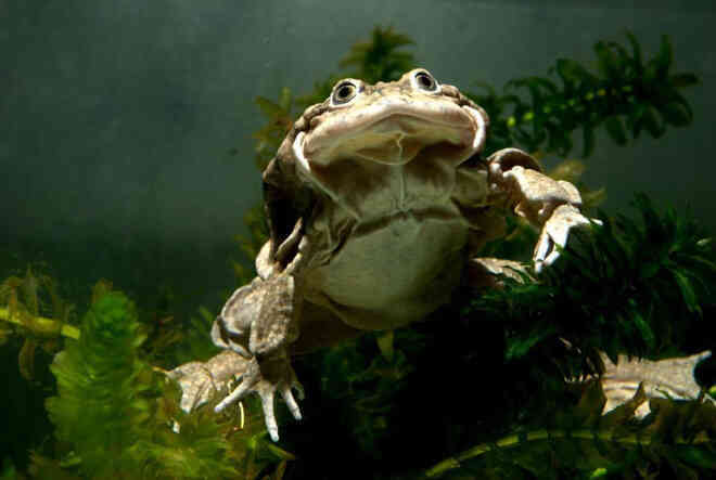 Ếch bìu! Loài ếch khổng lồ Peru đang bị đe dọa nghiêm trọng và chỉ sống ở hồ Titicaca ở biên giới Bolivia và Peru - Ảnh 5.
