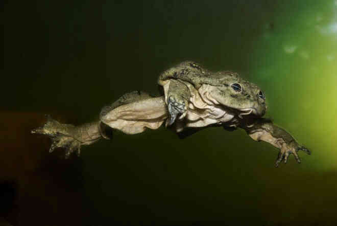 Ếch bìu! Loài ếch khổng lồ Peru đang bị đe dọa nghiêm trọng và chỉ sống ở hồ Titicaca ở biên giới Bolivia và Peru - Ảnh 6.