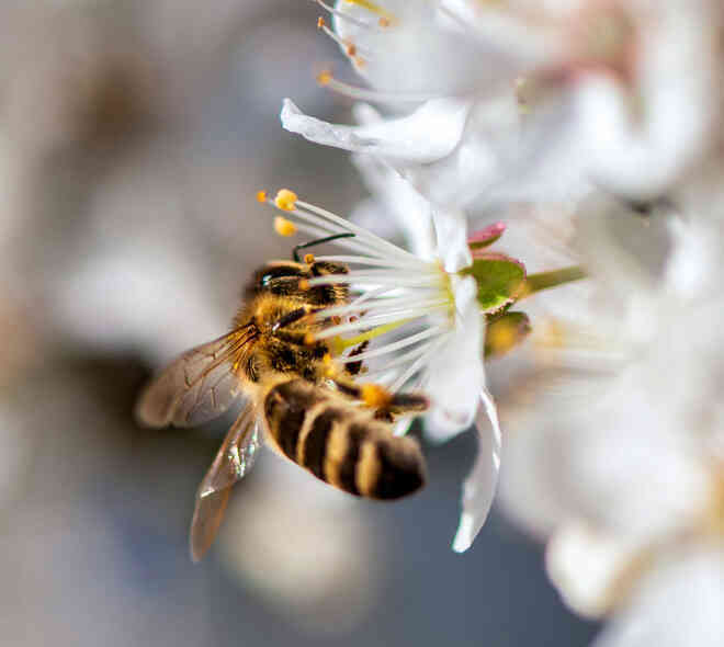 Mật ong thuần chay sử dụng công nghệ để chế tạo thay vì dùng những con ong - Ảnh 2.
