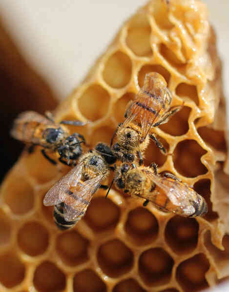 Mật ong thuần chay sử dụng công nghệ để chế tạo thay vì dùng những con ong - Ảnh 3.