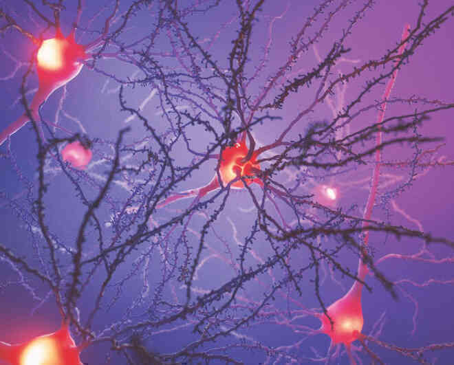 Vòng đời của neuron: Một chuyến du hành vào bên trong não bộ - Ảnh 5. Vòng đời của neuron: Một chuyến du hành vào bên trong não bộ - Ảnh 5.