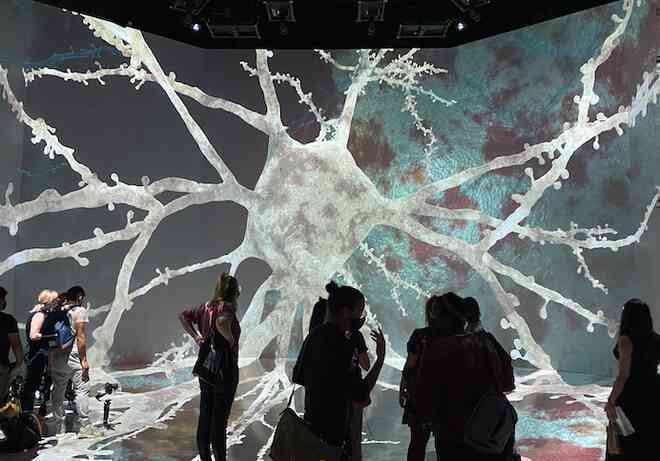 Vòng đời của neuron: Một chuyến du hành vào bên trong não bộ - Ảnh 6. Vòng đời của neuron: Một chuyến du hành vào bên trong não bộ - Ảnh 6.