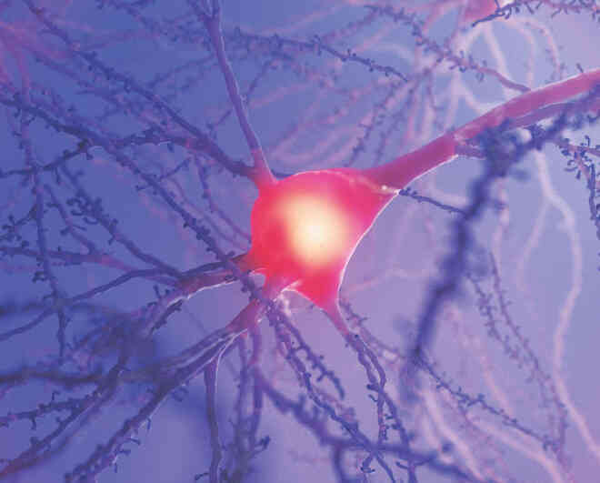 Vòng đời của neuron: Một chuyến du hành vào bên trong não bộ - Ảnh 7. Vòng đời của neuron: Một chuyến du hành vào bên trong não bộ - Ảnh 7.