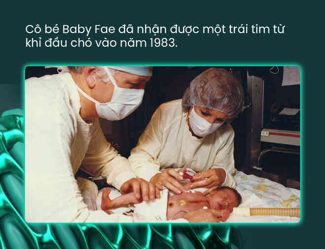 Nội tạng lợn đã ghép được sang người: có phải ranh giới đạo đức mỏng manh nhất đang dần bị xé rách? - Ảnh 5. Nội tạng lợn đã ghép được sang người: có phải ranh giới đạo đức mỏng manh nhất đang dần bị xé rách? - Ảnh 5.