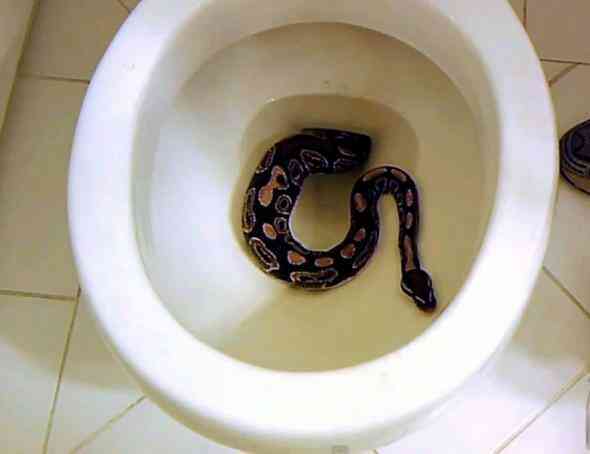 Đây là lí do những người đàn ông nên xả nước toilet trước khi ngồi xuống - Ảnh 3. Đây là lí do những người đàn ông nên xả nước toilet trước khi ngồi xuống - Ảnh 3.