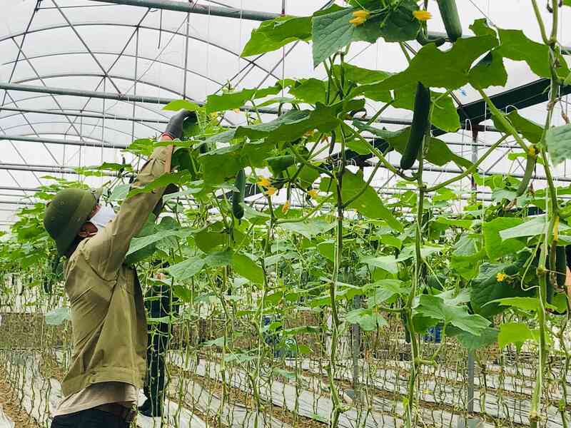 Hỗ trợ bán nông sản trên sàn TMĐT để góp phần phục hồi kinh tế