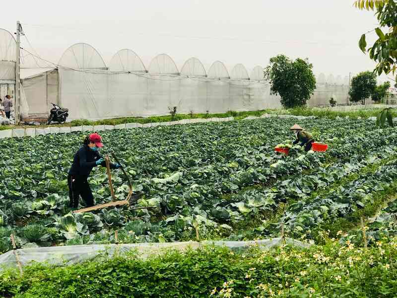 Hỗ trợ bán nông sản trên sàn TMĐT để góp phần phục hồi kinh tế