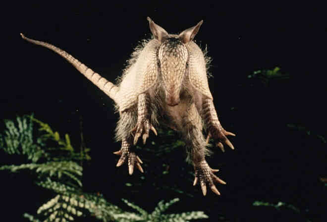 Một chuyến săn người ngoài hành tinh trong thị trấn đang bị bao vây bởi những con armadillo tại Mỹ - Ảnh 3. Một chuyến săn người ngoài hành tinh trong thị trấn đang bị bao vây bởi những con armadillo tại Mỹ - Ảnh 3.