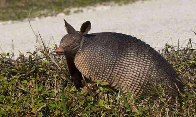 Một chuyến săn người ngoài hành tinh trong thị trấn đang bị bao vây bởi những con armadillo tại Mỹ - Ảnh 4. Một chuyến săn người ngoài hành tinh trong thị trấn đang bị bao vây bởi những con armadillo tại Mỹ - Ảnh 4.