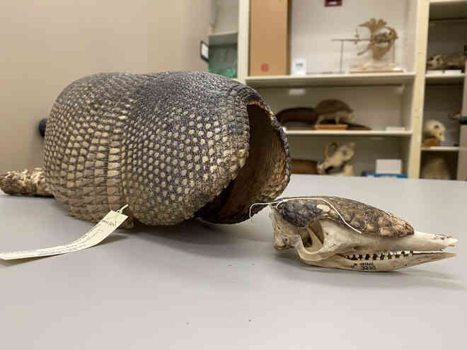 Một chuyến săn người ngoài hành tinh trong thị trấn đang bị bao vây bởi những con armadillo tại Mỹ - Ảnh 6. Một chuyến săn người ngoài hành tinh trong thị trấn đang bị bao vây bởi những con armadillo tại Mỹ - Ảnh 6.