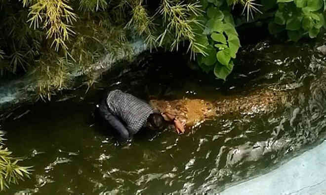 Tưởng con cá sấu "fake", lão ông tính selfie một chút nhưng nằm viện luôn