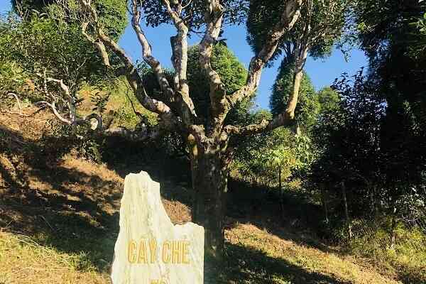 Tăng giá trị của chè tuyết Suối Giàng khi lên sàn thương mại điện tử