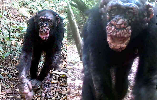 Bệnh phong lần đầu tiên được phát hiện trên loài tinh tinh hoang dã - Ảnh 2.
