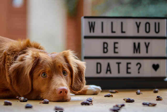 Những ý tưởng chụp ảnh Valentine 2021 'xưa nhưng không cũ'
