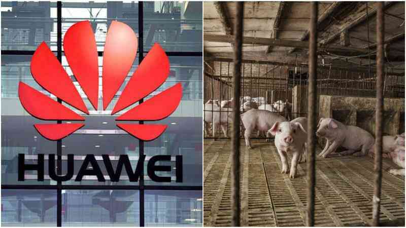 Huawei chuyển sang chăn nuôi heo bằng AI giữa lúc vẫn còn đang trong lệnh cấm vận của Mỹ
