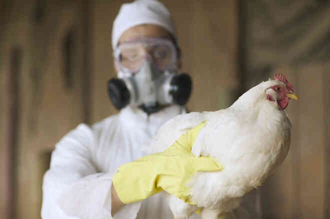 Nga cảnh báo WHO về 7 trường hợp nhiễm cúm gia cầm H5N8 đầu tiên trên người - Ảnh 3.
