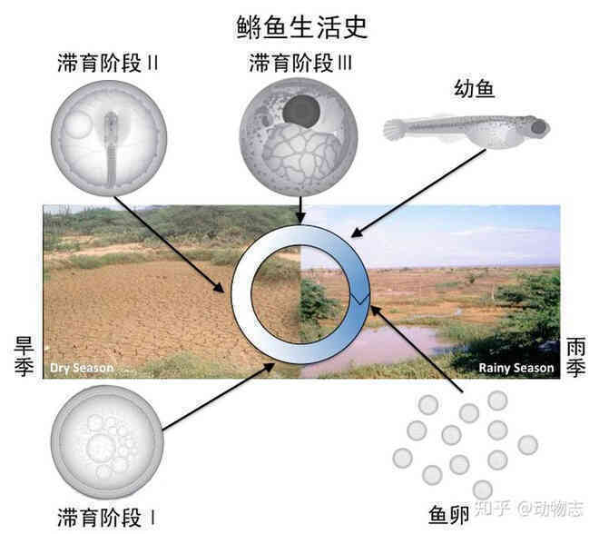 Tại sao ao tù mới được hình thành, không thông với sông hồ lại sinh ra cá một cách vô cớ? - Ảnh 3. Tại sao ao tù mới được hình thành, không thông với sông hồ lại sinh ra cá một cách vô cớ? - Ảnh 3.
