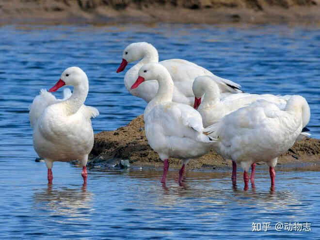 Tại sao ao tù mới được hình thành, không thông với sông hồ lại sinh ra cá một cách vô cớ? - Ảnh 5.