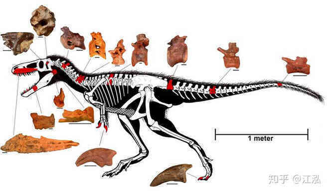 Giải mã bí ẩn về sự trỗi dậy của họ Tyrannosaurus - Khủng long bạo chúa - Ảnh 3.
