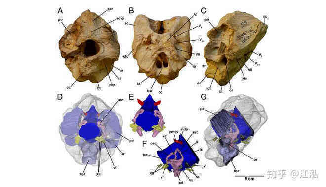 Giải mã bí ẩn về sự trỗi dậy của họ Tyrannosaurus - Khủng long bạo chúa - Ảnh 7.