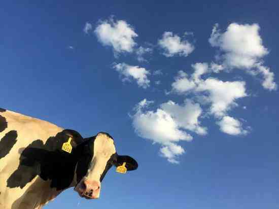 Trường đại học Mỹ nghiên cứu sử dụng phân bò để sưởi ấm: hệ thống có thể tạo ra 909 triệu lít khí tự nhiên tái tạo mỗi năm - Ảnh 1.