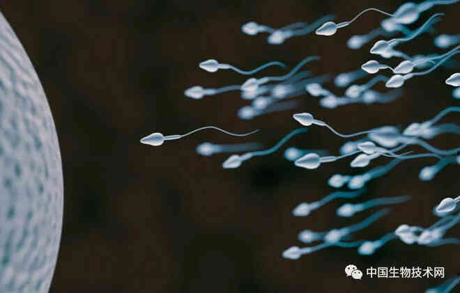 Nghiên cứu mới cho thấy một số tinh trùng đã cài thêm hack để chiến thắng cuộc đua thụ tinh cho trứng - Ảnh 2.
