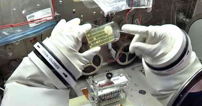 Các nhà khoa học phát hiện 3 chủng vi khuẩn chưa từng thấy trên Trạm Vũ trụ Quốc tế ISS - Ảnh 2. Các nhà khoa học phát hiện 3 chủng vi khuẩn chưa từng thấy trên Trạm Vũ trụ Quốc tế ISS - Ảnh 2.