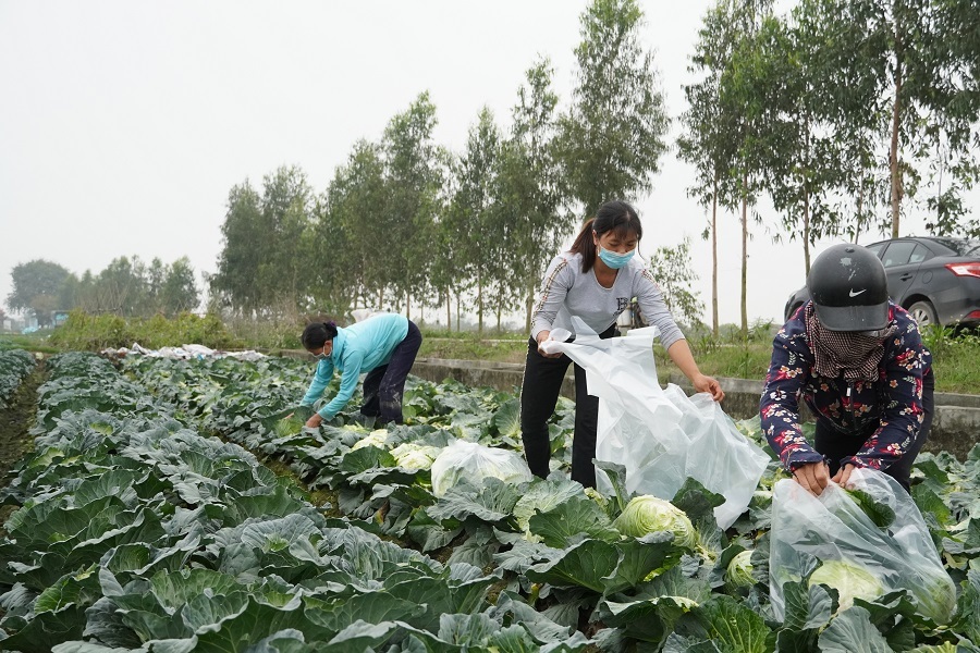 Sàn TMĐT Postmart giúp nông dân Hải Dương tiếp cận phương thức kinh doanh mới