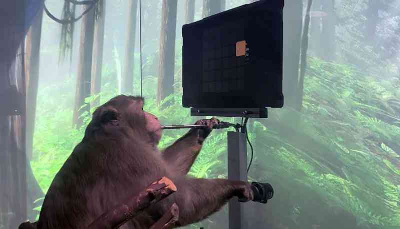 Neuralink của Elon Musk huấn luyện khỉ dùng ý nghĩ để chơi game