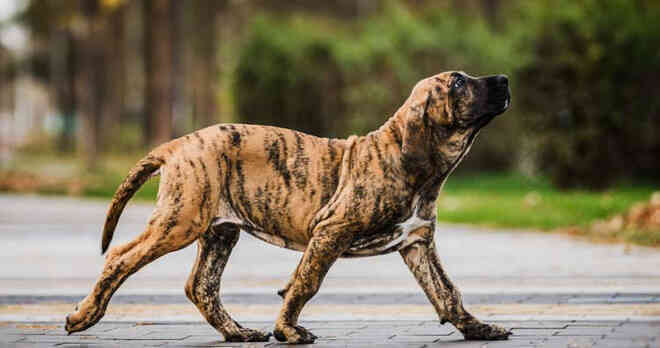 Những giống chó nguy hiểm và bị cấm nuôi nhiều nhất trên thế giới - Ảnh 11. Những giống chó nguy hiểm và bị cấm nuôi nhiều nhất trên thế giới - Ảnh 11.
