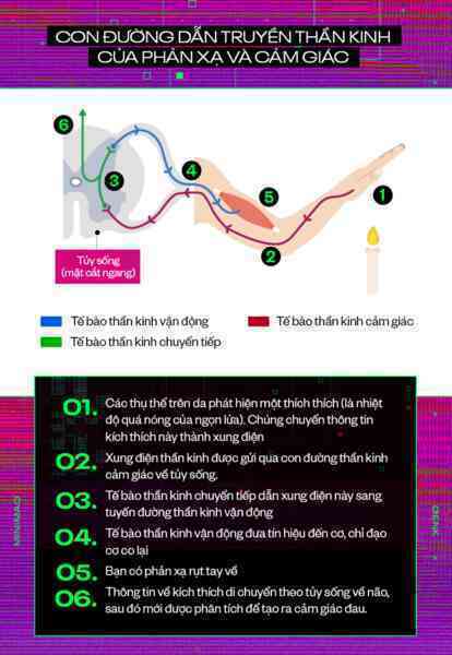 Suy nghĩ chạy trong đầu bạn với vận tốc 180km/h, nhưng vẫn chưa đủ nhanh để con người thoát khỏi cảnh giật lag - Ảnh 4.