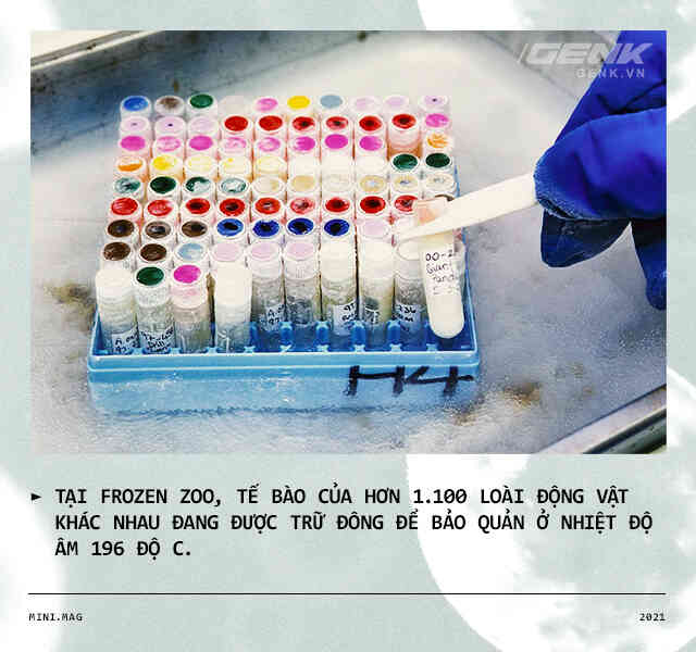 Nhân bản vô tính đang đưa những loài động vật tuyệt chủng trở lại với thế giới - Ảnh 9. Nhân bản vô tính đang đưa những loài động vật tuyệt chủng trở lại với thế giới - Ảnh 9.