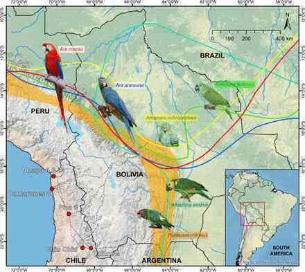 Bí ẩn xác ướp của những con vẹt rừng nhiệt đới bên dưới sa mạc Atacama - Ảnh 3. Bí ẩn xác ướp của những con vẹt rừng nhiệt đới bên dưới sa mạc Atacama - Ảnh 3.