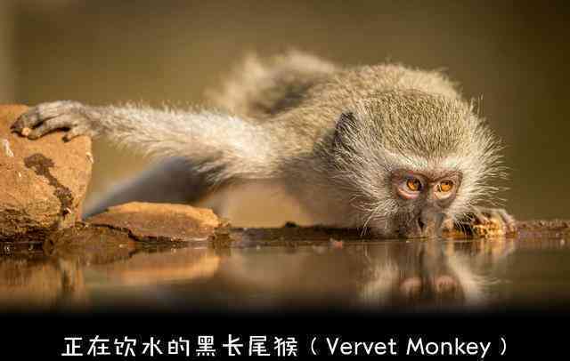 Động vật hoang dã không cần ăn muối?