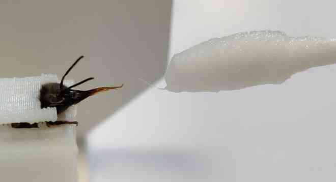 Ong có thể phát hiện người dương tính với COVID-19 chỉ trong vài giây, thậm chí cả khu vực có virus SARS-CoV-2 trong không khí - Ảnh 2. Ong có thể phát hiện người dương tính với COVID-19 chỉ trong vài giây, thậm chí cả khu vực có virus SARS-CoV-2 trong không khí - Ảnh 2.