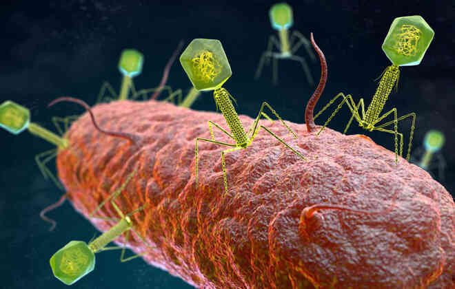 Những virus có bộ gen ngoài hành tinh sẽ khiến sách giáo khoa sinh học phải được viết lại - Ảnh 2. Những virus có bộ gen ngoài hành tinh sẽ khiến sách giáo khoa sinh học phải được viết lại - Ảnh 2.
