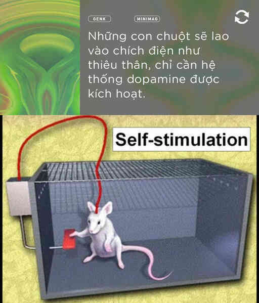 Bệnh nhân B-19 và tham vọng hoán cải giới tính con người bằng phẫu thuật não - Ảnh 11.