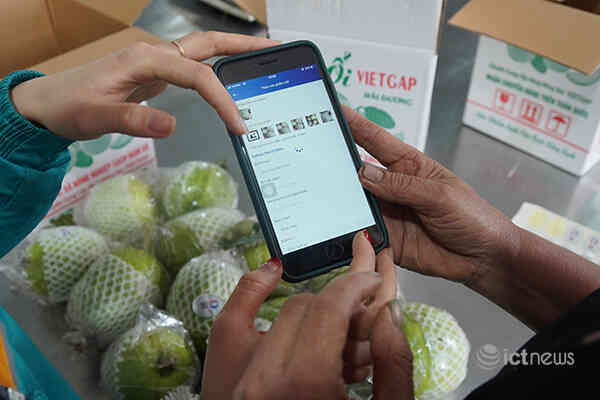 Vải thiều và nông sản Hải Dương lên 4 sàn thương mại điện tử lớn