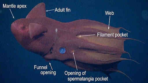 Vampyroteuthis infernalis: Loài ma cà rồng dưới đáy biển sâu - Ảnh 2. Vampyroteuthis infernalis: Loài ma cà rồng dưới đáy biển sâu - Ảnh 2.