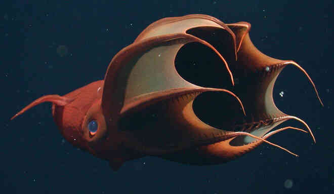 Vampyroteuthis infernalis: Loài ma cà rồng dưới đáy biển sâu - Ảnh 4. Vampyroteuthis infernalis: Loài ma cà rồng dưới đáy biển sâu - Ảnh 4.