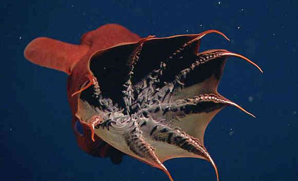 Vampyroteuthis infernalis: Loài ma cà rồng dưới đáy biển sâu - Ảnh 5. Vampyroteuthis infernalis: Loài ma cà rồng dưới đáy biển sâu - Ảnh 5.